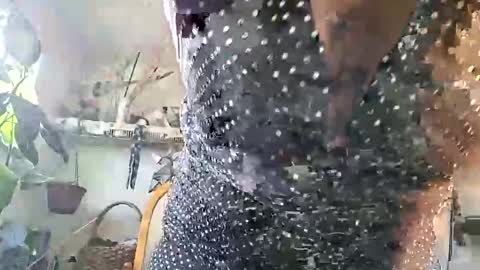 lacybell online show from 02.25.26