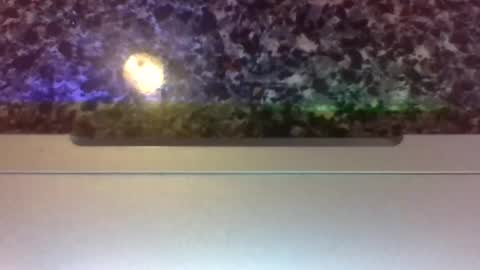 Snapshot of lapuzzycat201923 chatting on 01.14.25 Lapuzzycat201923 online show from 01.14.25