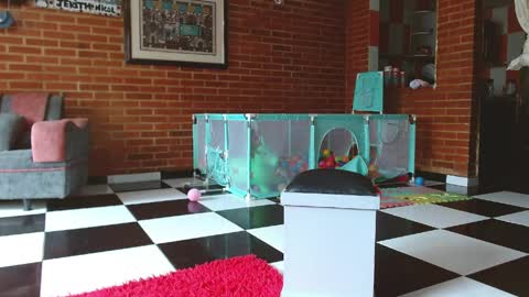 Liarouse04 online show from 04.11.26