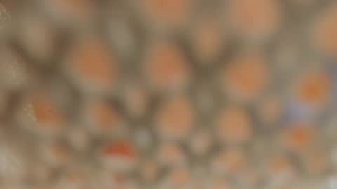 Snapshot of linapearl chatting on 01.05.25 Lina Fanslymysensualworld online show from 01.05.25