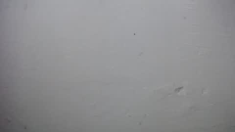 lisa_branch online show from 11.28.25