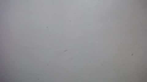 lisa_branch online show from 01.07.26