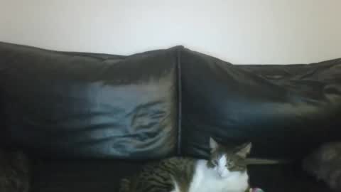 MilaGabor online show from 01.16.26