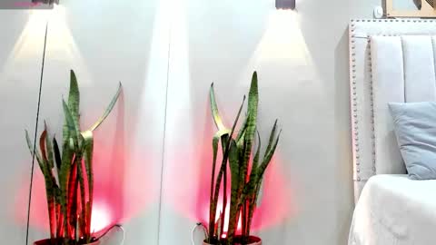    online show from 11.14.25