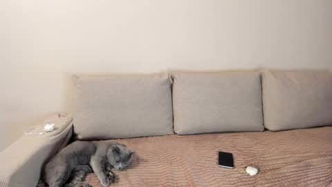 Kitty online show from 12.03.25