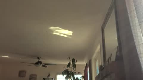 Snapshot of monkeedance chatting on 11.18.25 Monkee Dance online show from 11.18.25