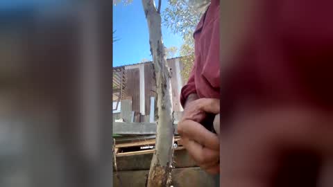 my_cockeye online show from 03.04.26