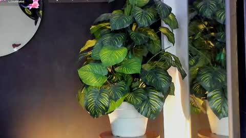 Noah  online show from 03.20.26