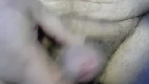 ogasmbyoral online show from 12.04.24