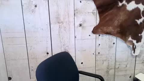 Snapshot of openmindedcowboy chatting on 02.24.25 kinkynerd online show from 02.24.25