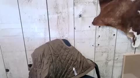 Snapshot of openmindedcowboy chatting on 10.18.25 kinkynerd online show from 10.18.25