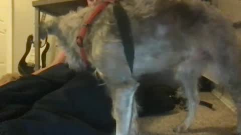 rossignol online show from 01.22.25