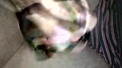 Superfeno online show from 02.19.26