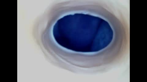 Snapshot of paulainoscente chatting on 06.14.26 Paula 18 Aninhos online show from 06.14.26
