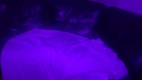 paybarbi online show from 11.16.25