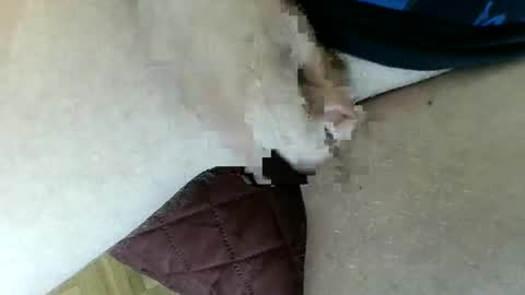 pippo online show from 01.26.25