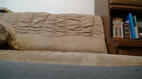 Prince Of Prague online show from 02.07.25