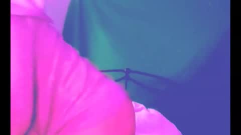 puddled_wonderland online show from 03.06.26