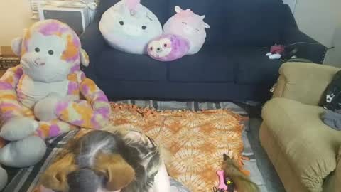 Snapshot of puppygirllovestobeg chatting on 06.21.26 puppygirllovestobeg online show from 06.21.26
