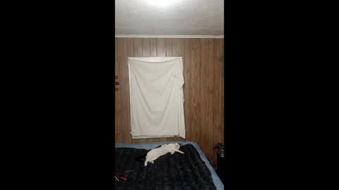 PupTwink online show from 02.03.26