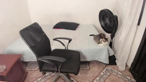 Julius Novachrono  online show from 01.02.25