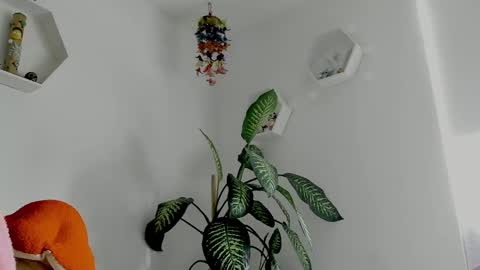 Saray  online show from 02.02.26