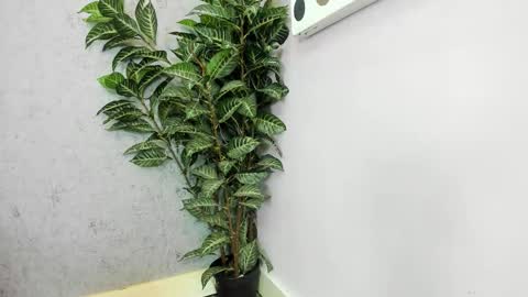 Scarlett 3 online show from 02.26.26