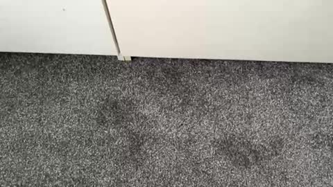 Snapshot of scottyc48 chatting on 11.13.25 scottyc48 online show from 11.13.25