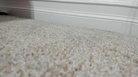 FerrariManni online show from 12.09.24