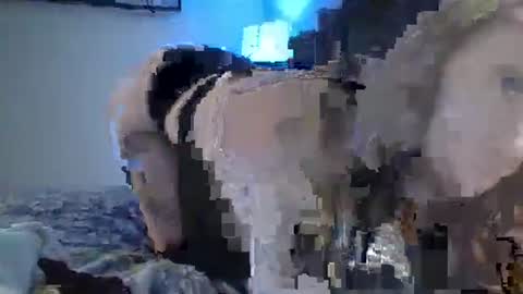 sexxileeah online show from 01.25.25