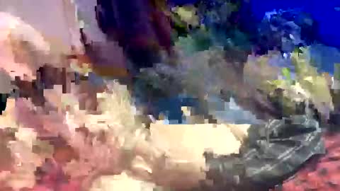 Snapshot of sharoc666 chatting on 03.22.26 Shamroc online show from 03.22.26