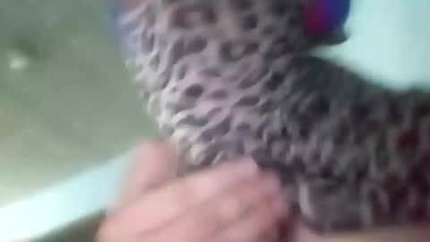 sissycrossdrese online show from 01.25.25