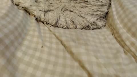 skinnytrans69 online show from 01.16.26