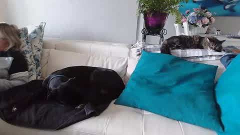 Snapshot of smallpenisbigtongue chatting on 01.06.25 Daddy online show from 01.06.25