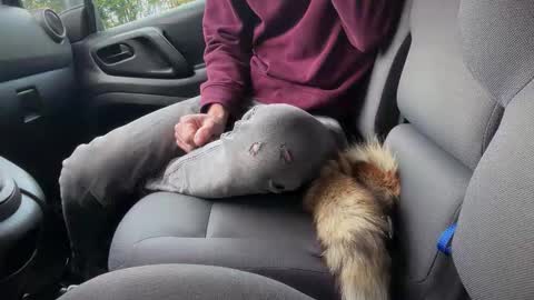 Sondages online show from 11.06.25