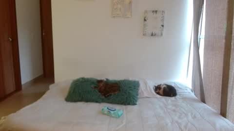      online show from 02.28.26