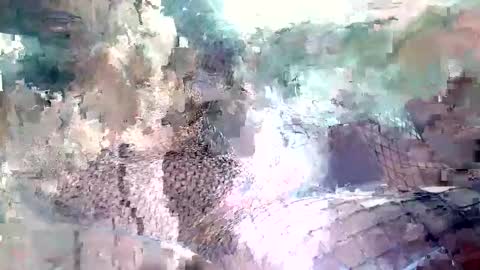 spence6669_tree online show from 11.15.25