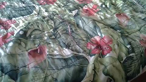 Snapshot of stel7621 chatting on 02.23.25 Rocco-load online show from 02.23.25