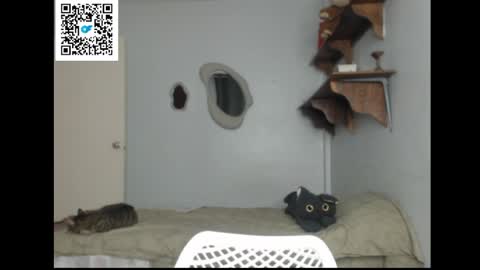 Stella online show from 04.01.26