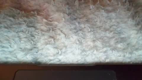 Suseee online show from 04.07.26