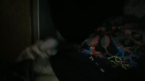 sweetpussylicks online show from 12.29.24