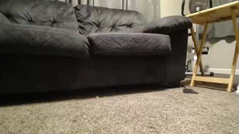 sxtn002 online show from 11.11.25