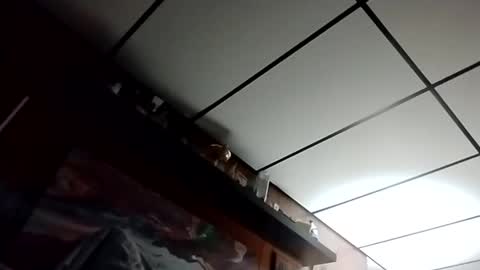 Snapshot of talldrink62 chatting on 10.27.25 The Man of Steel online show from 10.27.25