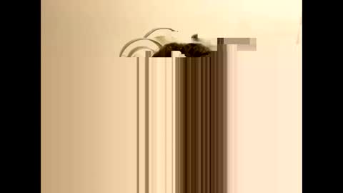 tastytexas24 online show from 02.09.26