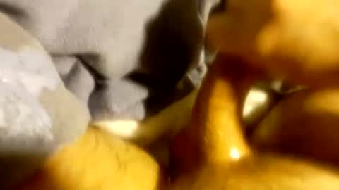 tf0_ online show from 03.03.25