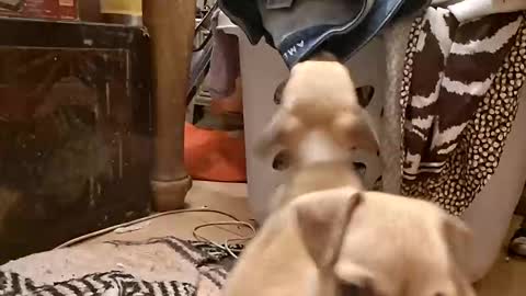 titwoo online show from 11.13.25