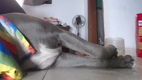   Thomas    online show from 02.04.25