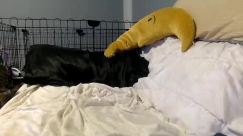 twinkybell online show from 10.27.25