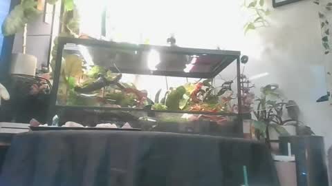 vanessa__foxx online show from 12.01.25