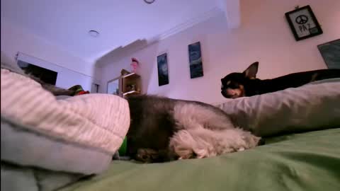 Snapshot of veronnika_hill chatting on 01.17.26 veronica online show from 01.17.26